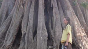 Base du tronc d'un vieil arbre de Tanatô