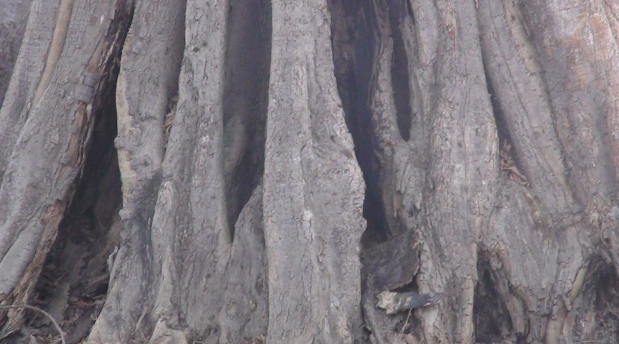 Base du Tronc d’un des plus vieil arbre de Tabatô