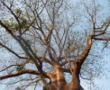 Baobab du village