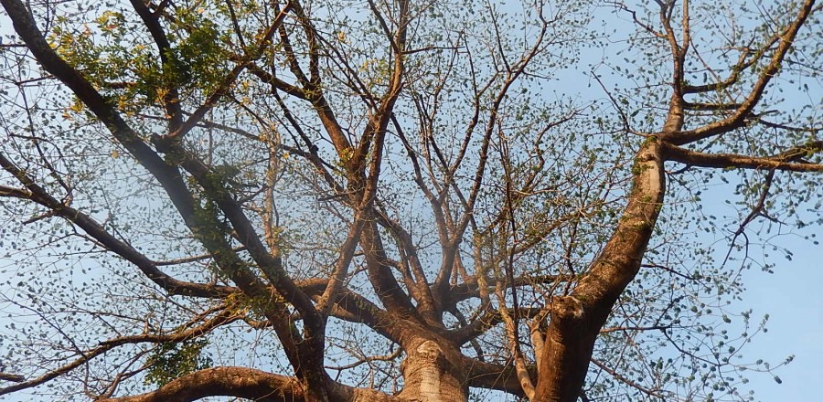 Baobab du village